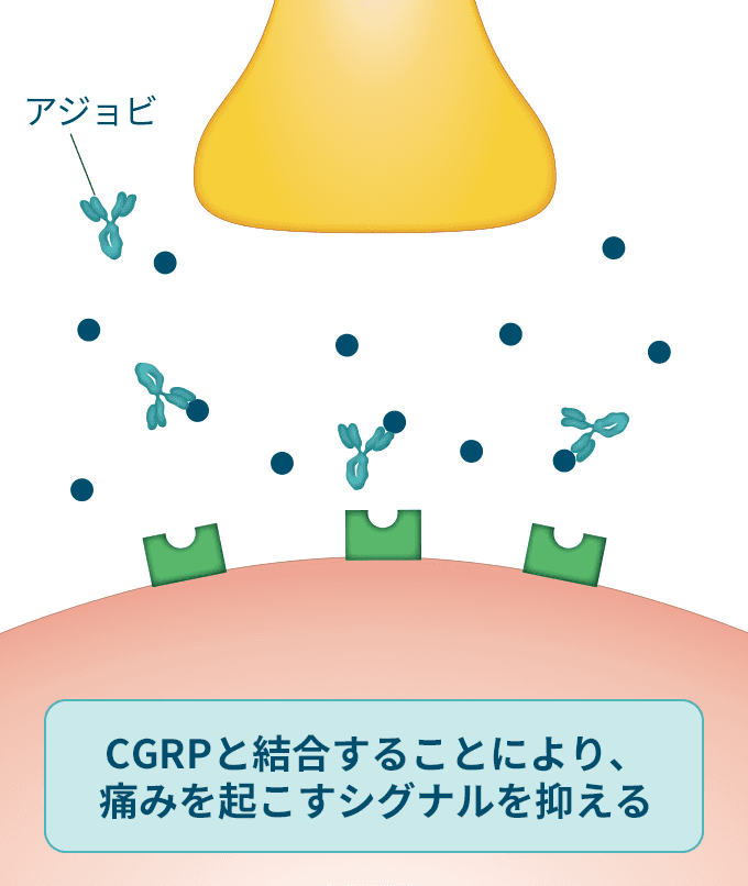 CGRPと結合することにより、痛みを起こすシグナルを抑える